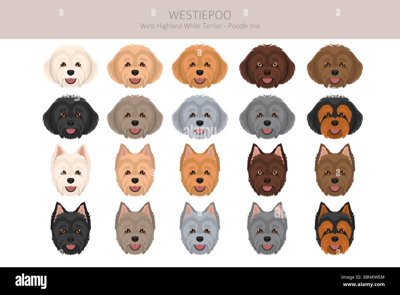 Westiepoo Clipart. West Highland White Terrier Poodle Mix. Verschiedene Fellfarben eingestellt. Vektorabbildung Stock Vektor