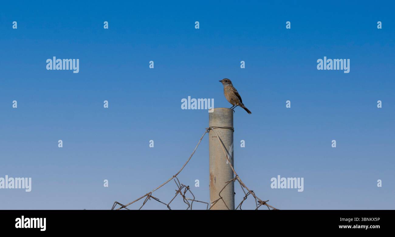 Ein Vogel, der auf einem Stab sitzt, mit gebrochenem Draht, blauer Himmel Stockfoto