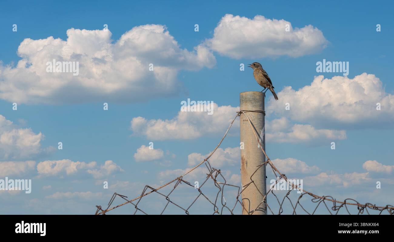 Ein Vogel, der auf einem Stab sitzt, mit gebrochenem Draht, blauer Himmel Stockfoto