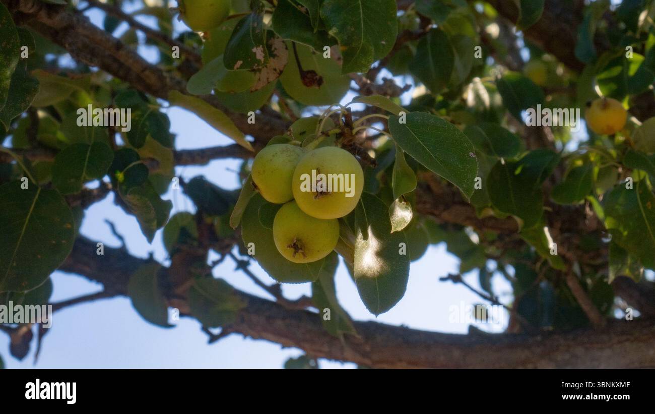 Gruppe kleiner gelber Äpfel, die im natürlichen Sommerlicht an einem Baum hängen Stockfoto