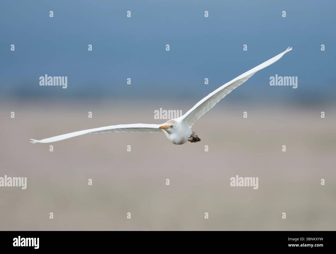 Egret im Flug über die Savanne Stockfoto