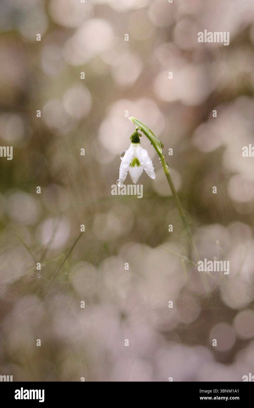 Doté de Fleurs Solitaires blanches, le perce-neige EST une plante à bulbe qui fleurit en hiver. IL EST très apprécié pour sa rusticité. Stockfoto