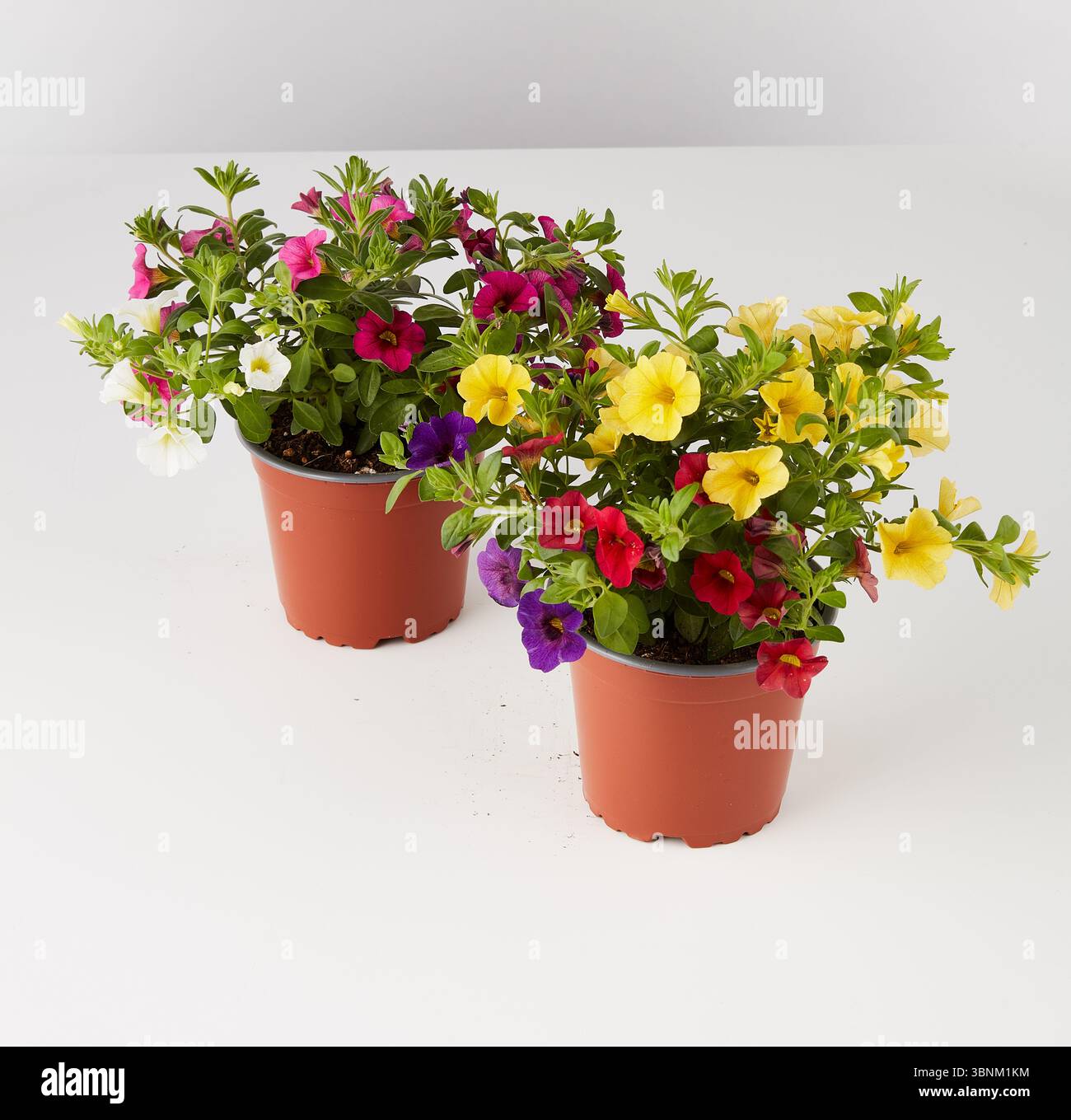 Wir wachsen Calibrachoa Millionen Glocken Stockfoto