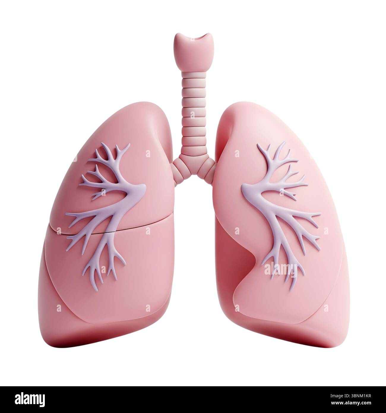 Minimalistisches 3D-Rendering der Lunge in einem weichen und glatten Renderer Stockfoto