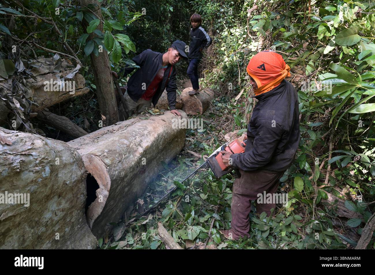 LAOS PDR, Provinz Salawan, Entwaldung, Baumschnitt mit deutscher Kettensäge STIHL mit doppelter chinesischer Klinge Sitnl / LAOS, Provinz Salavan, Entwaldung, Fälle von Bäumen Stockfoto