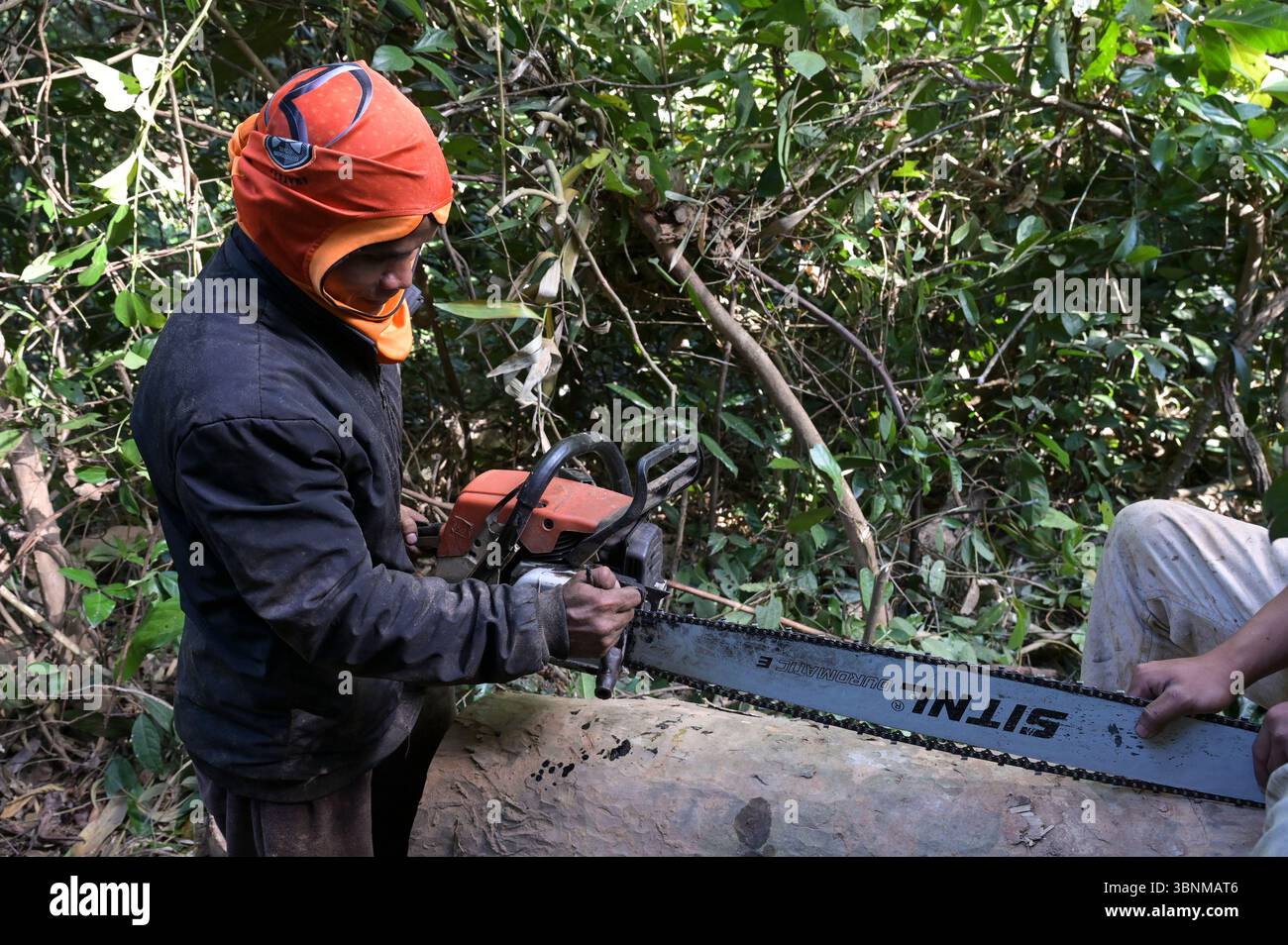 LAOS PDR, Provinz Salawan, Entwaldung, Baumschnitt mit deutscher Kettensäge STIHL mit doppelter chinesischer Klinge Sitnl / LAOS, Provinz Salavan, Entwaldung, Fälle von Bäumen Stockfoto