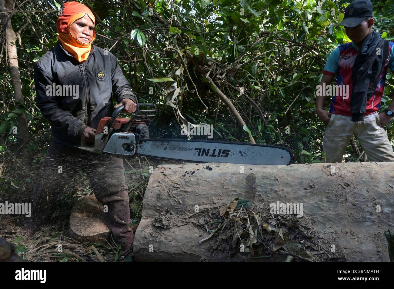 LAOS PDR, Provinz Salawan, Entwaldung, Baumschnitt mit deutscher Kettensäge STIHL mit doppelter chinesischer Klinge Sitnl / LAOS, Provinz Salavan, Entwaldung, Fälle von Bäumen Stockfoto
