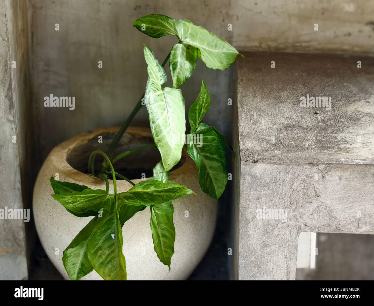 Eine Topfpflanze aus Syngonium podophyllum oder Pfeilspitze in einer Betonecke Stockfoto