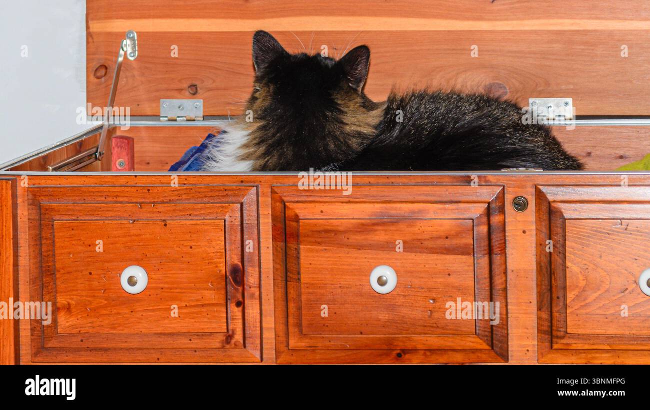 Hauskatze, die weg zeigt und in einer Zederntruhe auf Decken ruht Stockfoto