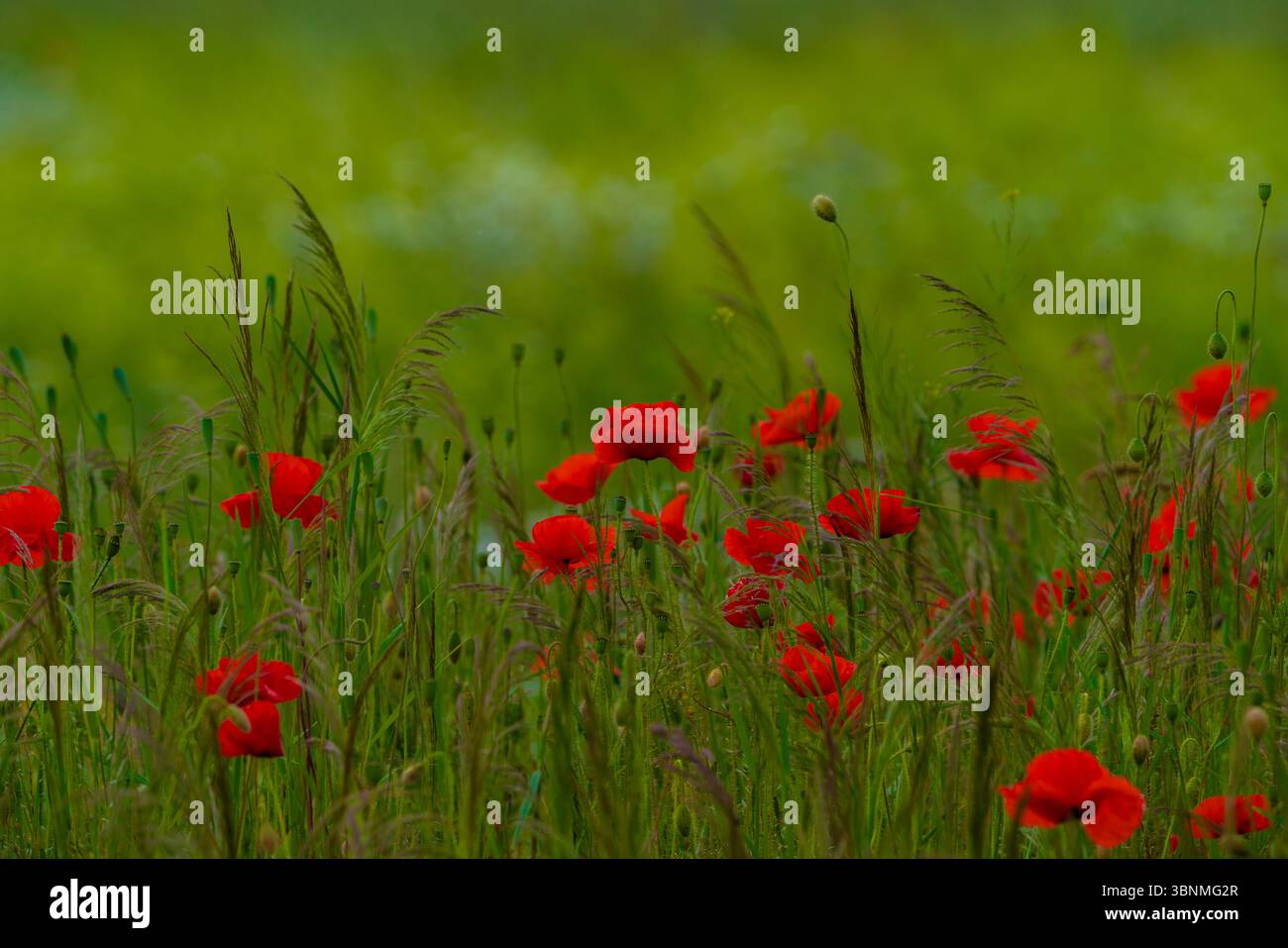 Viele blühende Mohnblumen zwischen wildem Gras Stockfoto