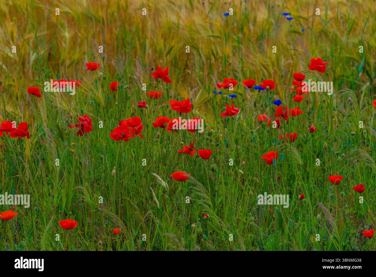 Viele blühende Mohnblumen am Rande eines Getreidefeldes Stockfoto