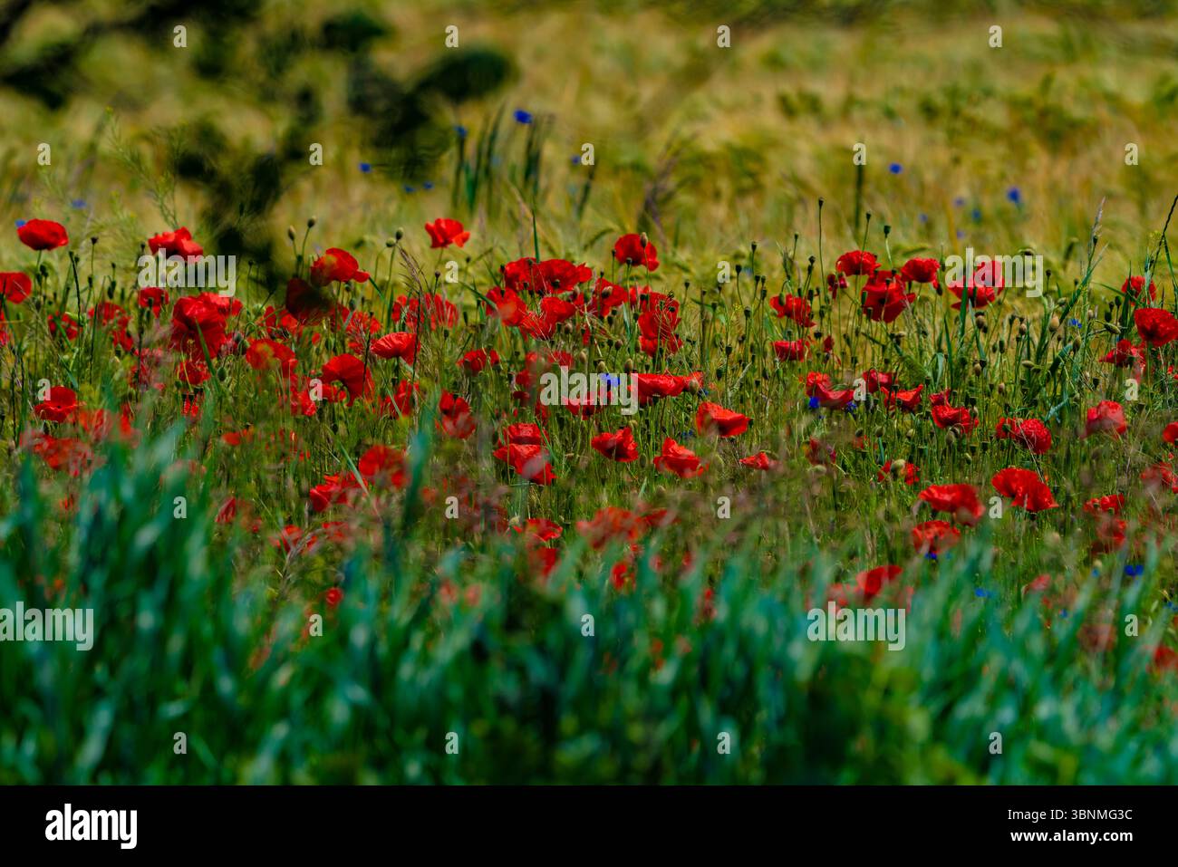 Viele blühende Mohnblumen am Rande eines Getreidefeldes Stockfoto