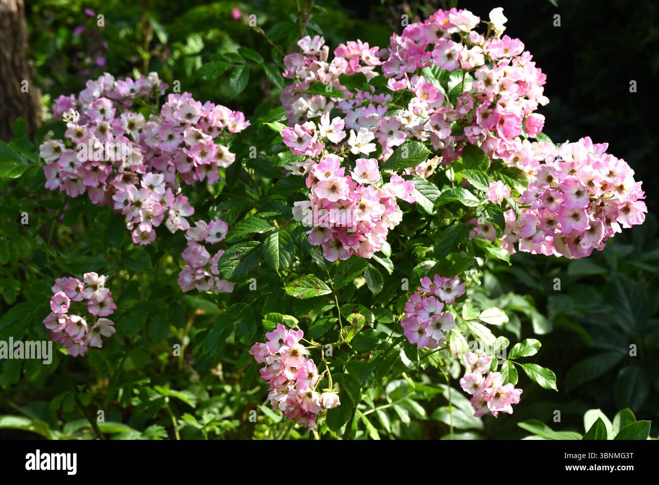 Zierliche weiße und rosafarbene Sommerblumen von Strauchrosen, Rosa „Ballerina“ UK Garten Juni Stockfoto