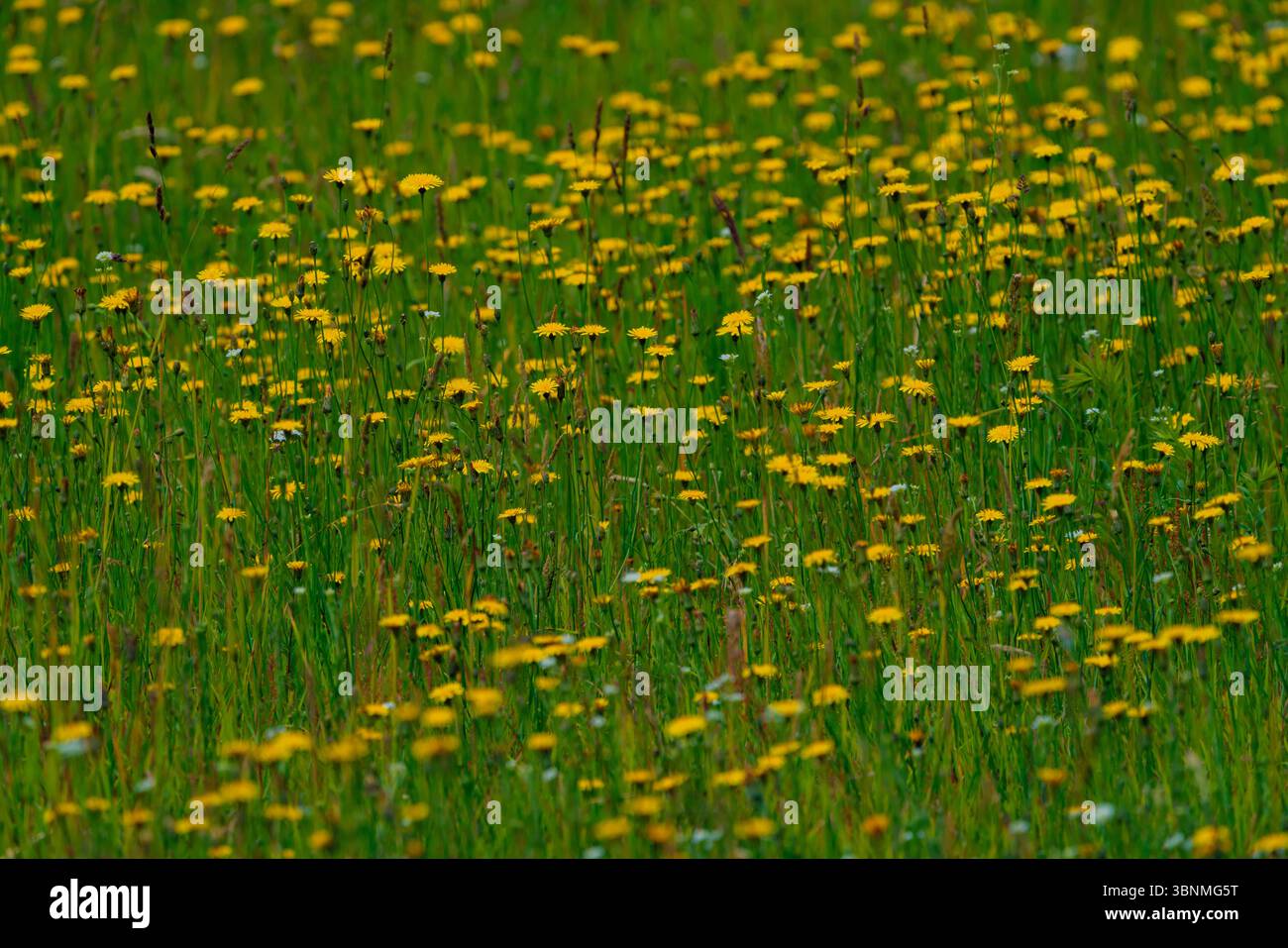 Unzählige blühende Löwenzahn auf einer Wiese [M] Stockfoto