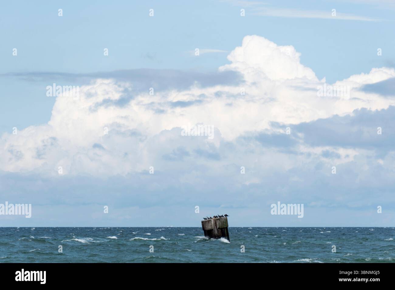 Betonsockel ragt aus der Ostsee hervor, mehrere Seevögel haben sich auf ihr niedergelassen, Prerow, Mecklenburg-Vorpommern, Deutschland Stockfoto