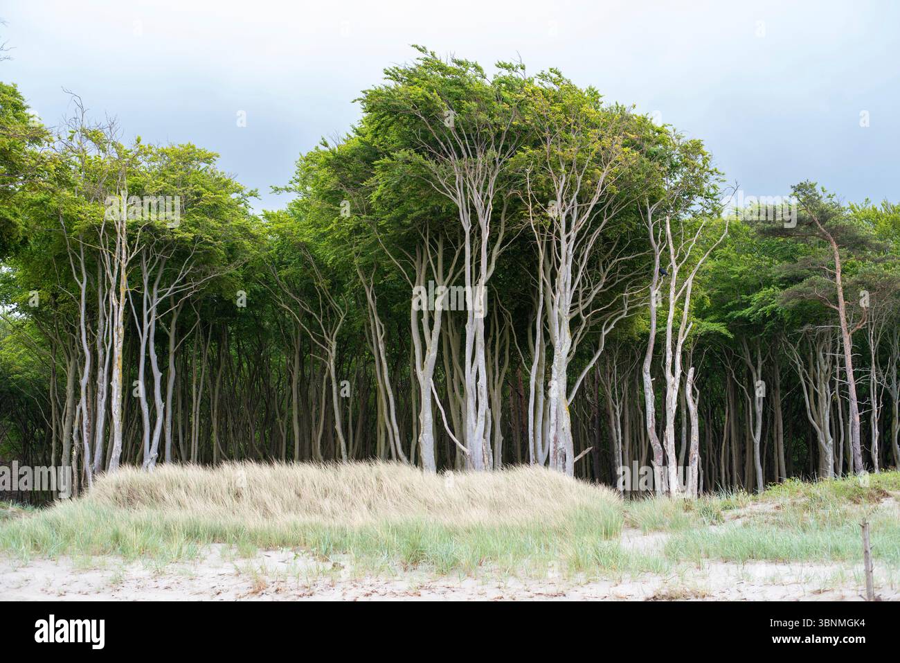 Windgeformte Bäume an der Ostsee, Prerow, Mecklenburg-Vorpommern, Deutschland Stockfoto