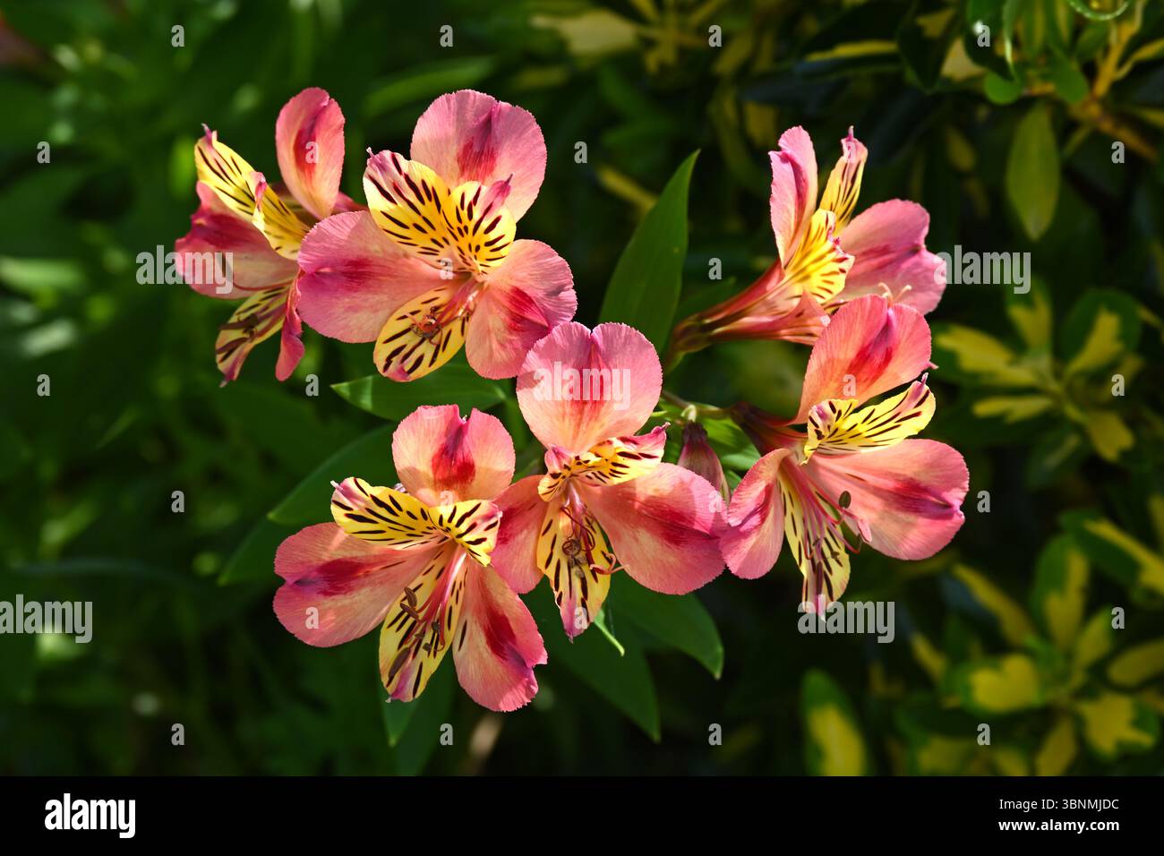 Rosa, Gelb und Orange Blumen der peruanischen Lilie, Alstroemeria 'Cahors' (Planet Series) UK Garten Juni Stockfoto