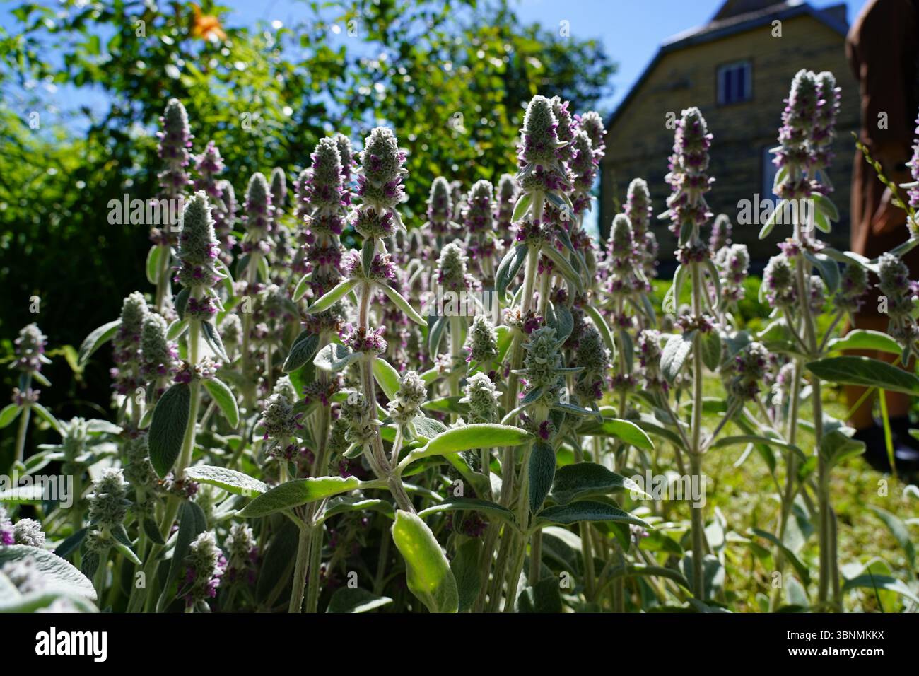 Blumen im litauischen Dorf Stockfoto