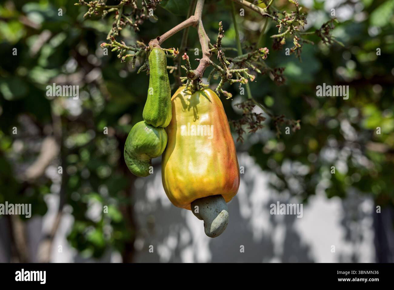 Cashewnüsse, El Salvador Stockfoto