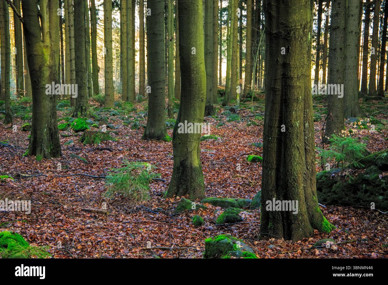 Sonnenlicht, das durch einen ruhigen Wald mit hohen Bäumen und moosigem Boden gefiltert wird Stockfoto