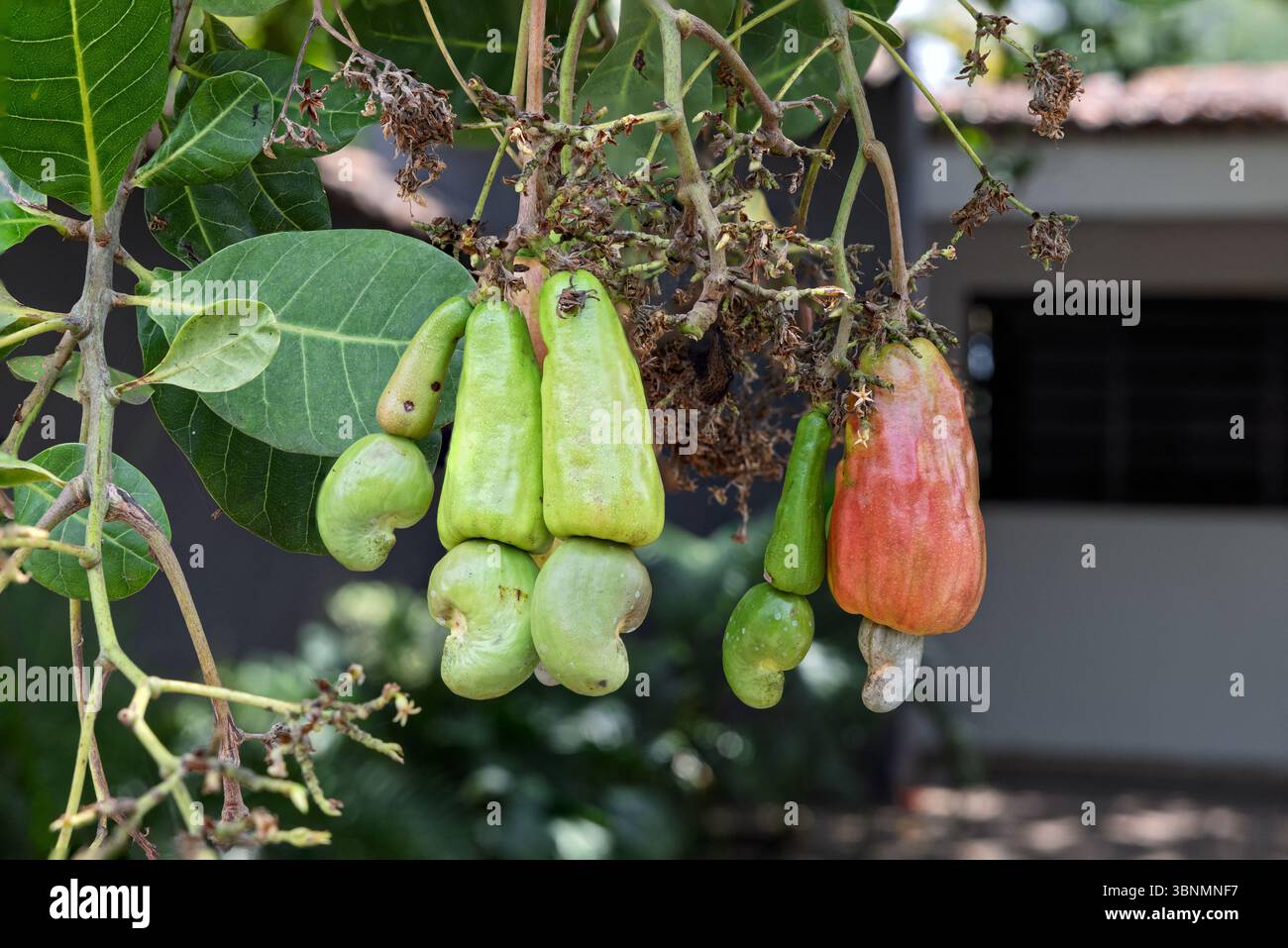 Cashewnüsse, El Salvador Stockfoto