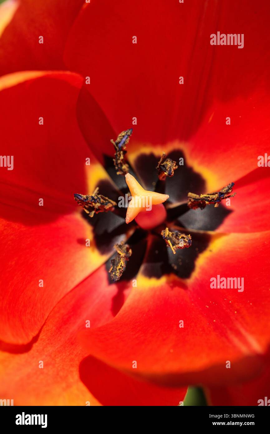 Detaillierte Makroaufnahme einer offenen roten Tulpe, die ihre dunklen Stamen enthüllt, fotografiert an einem sonnigen Frühlingstag im April Stockfoto