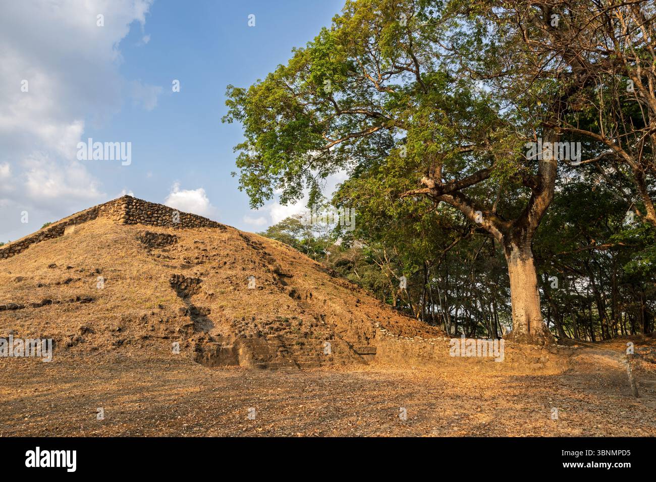 Hauptpyramide mit heiligem Maya-Baum des Lebens, la ceiba (Spanisch), Ya’axche (maya) kapok, Cihuatan archäologische Stätte, El Salvador Stockfoto