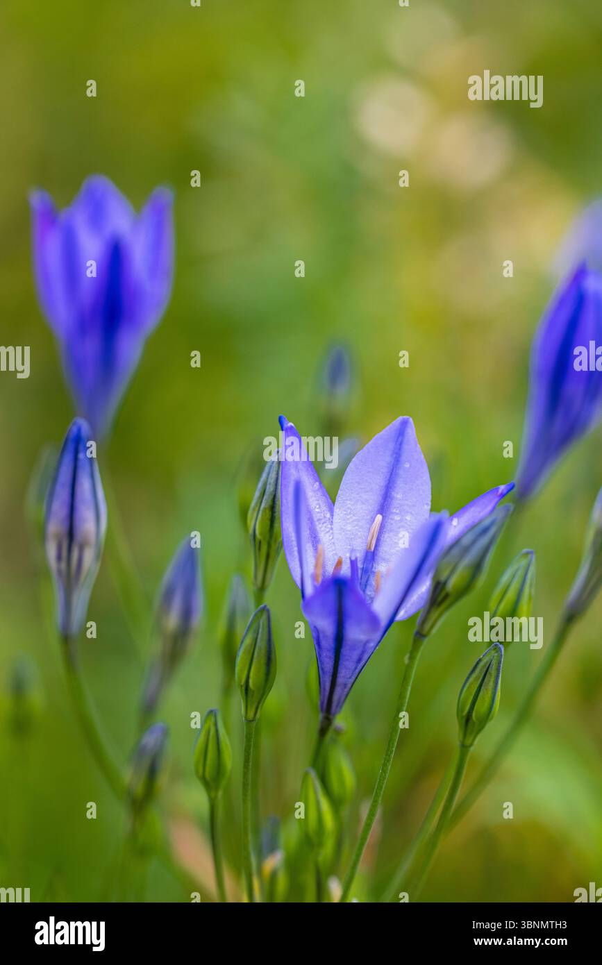 Zierlilie 'Nordstern' (Agapanthus), Nahaufnahme Stockfoto