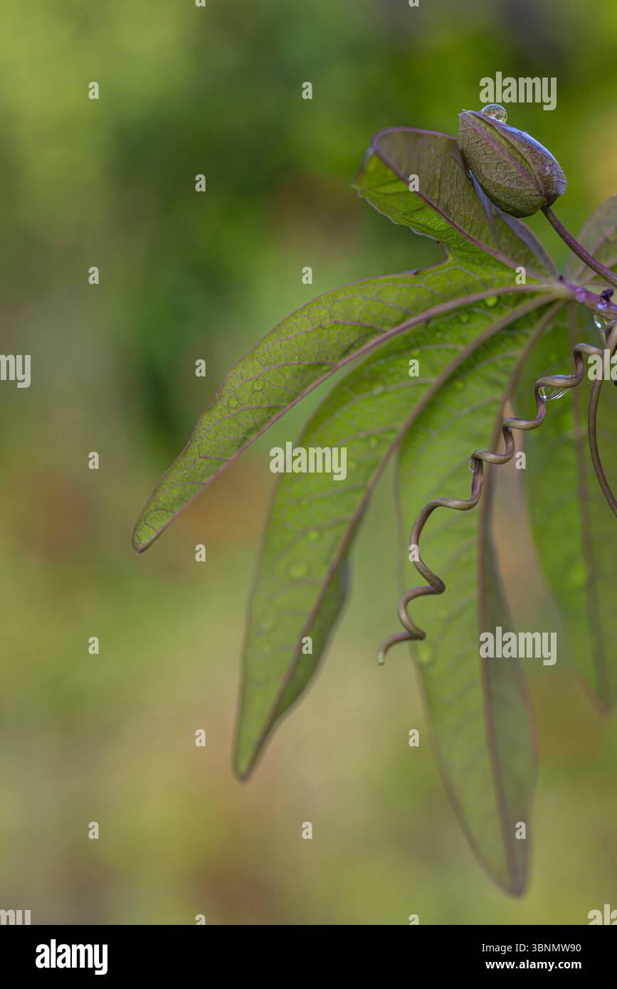 Blaue Passionsblume (Passiflora caerulea) im Garten, Knospen, Bokeh Stockfoto