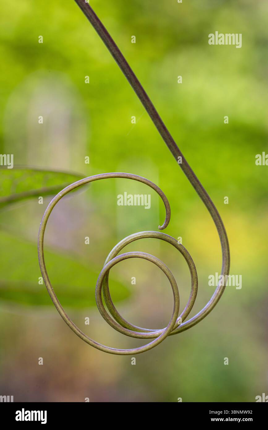 Rebe einer Passionsblume (Passiflora edulis), Bokeh, abstrakte Schönheit in der Natur Stockfoto