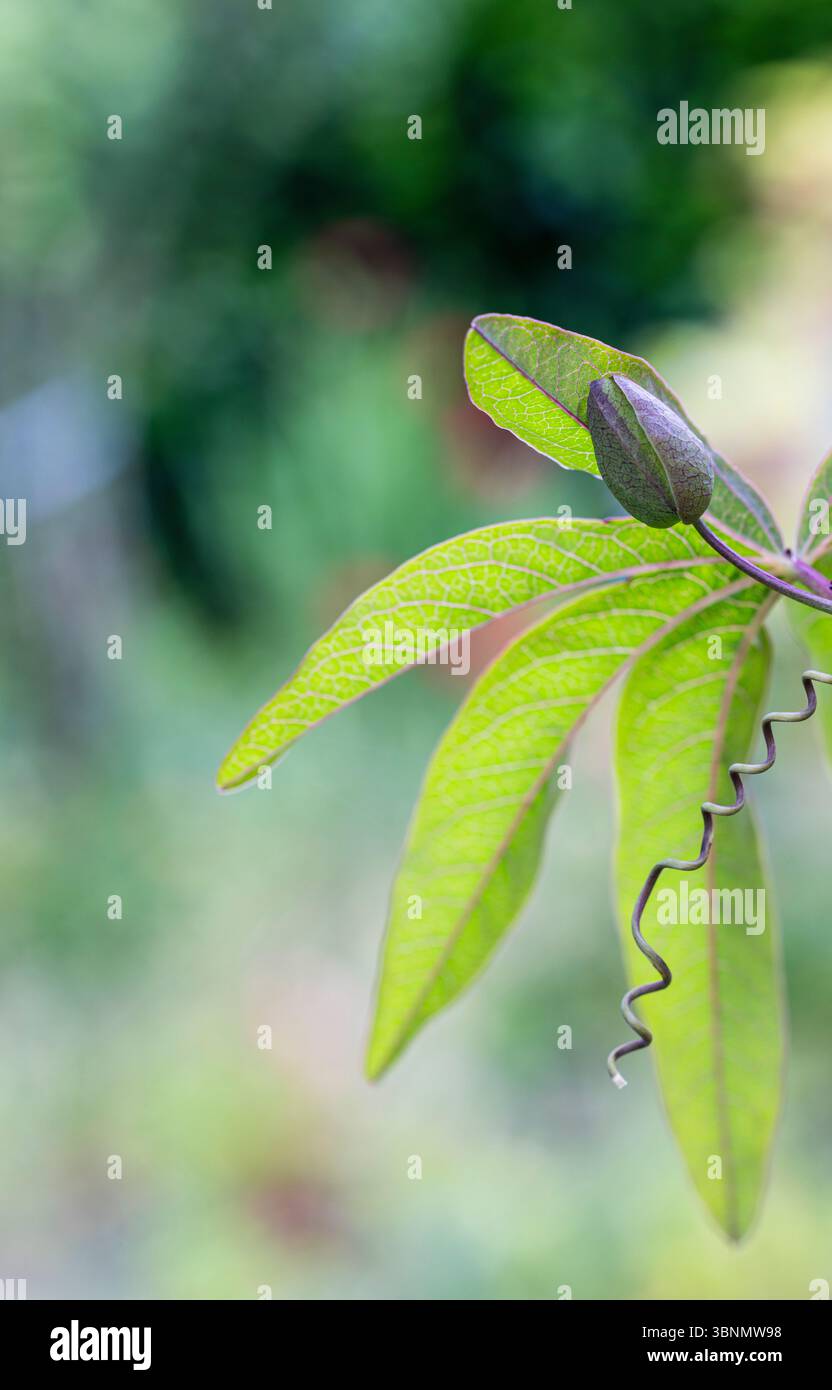 Blaue Passionsblume (Passiflora caerulea) im Garten, Knospen, Bokeh Stockfoto