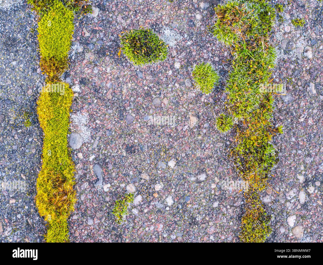 Grünes Moos wächst zwischen Ziegelsteinpflastern und bildet ein rechteckiges Muster Stockfoto