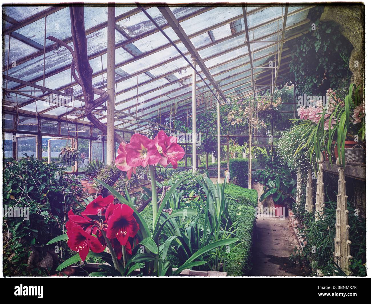 Italien, San Felice del Benaco, Impressionen auf der Isola del Garda Stockfoto