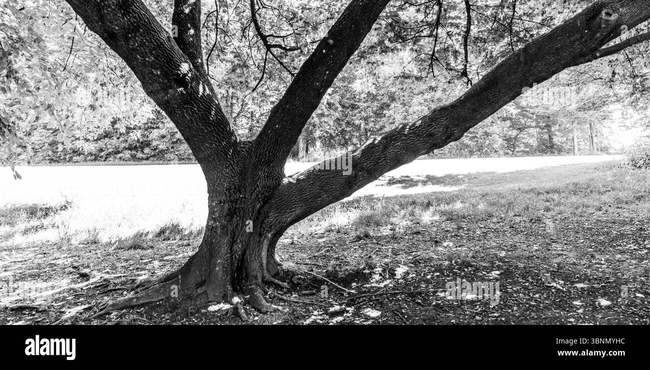 Schweiz, Zürich, Park, Baum, schwarz-weiß Stockfoto
