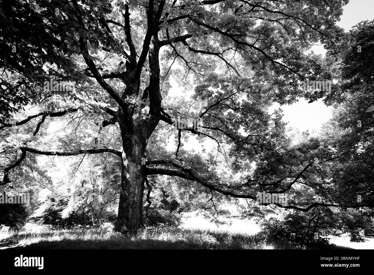 Schweiz, Zürich, Park, Baum, schwarz-weiß Stockfoto