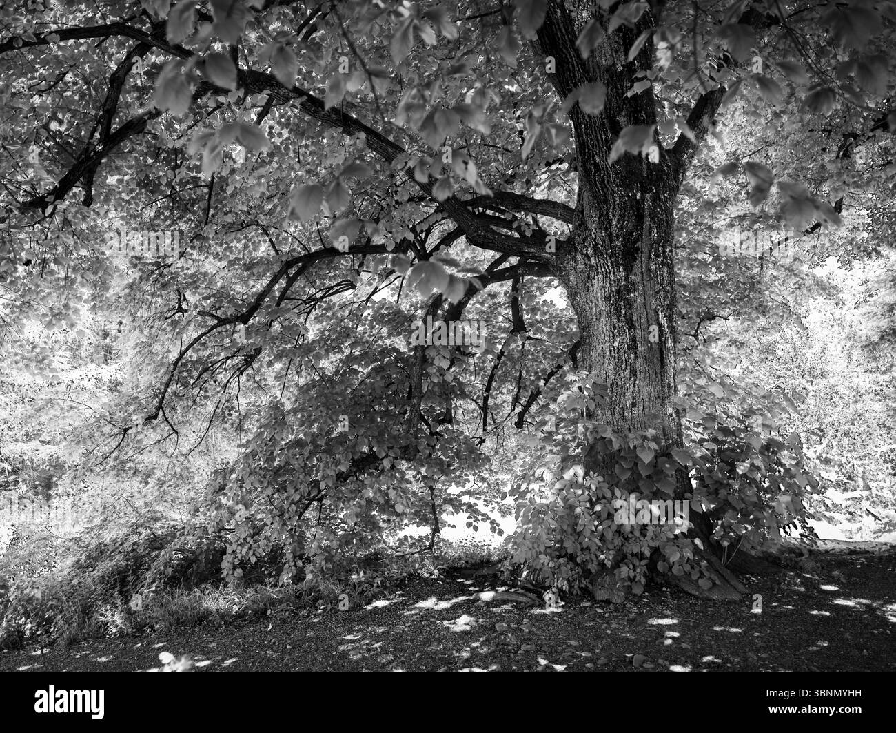 Schweiz, Zürich, Park, Baum, schwarz-weiß Stockfoto
