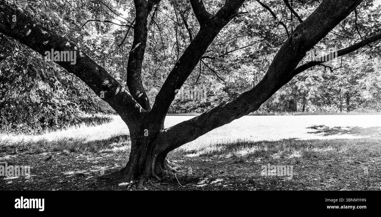 Schweiz, Zürich, Park, Baum, schwarz-weiß Stockfoto