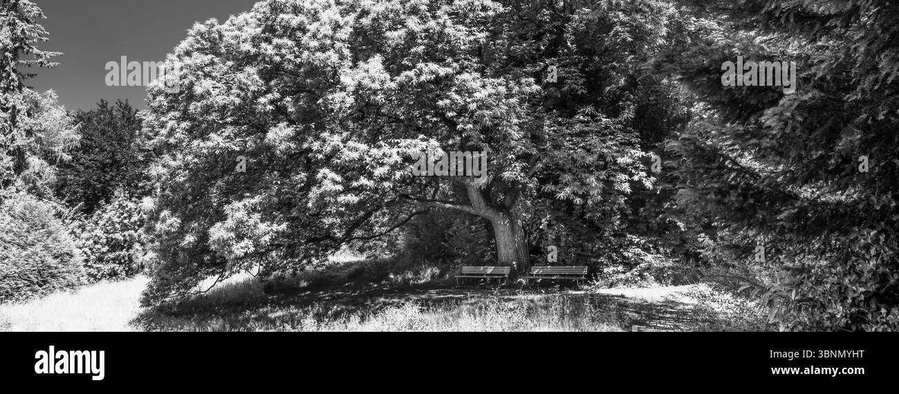 Schweiz, Zürich, Rieterpark, Bäume, Bänke, Ruheplatz Stockfoto