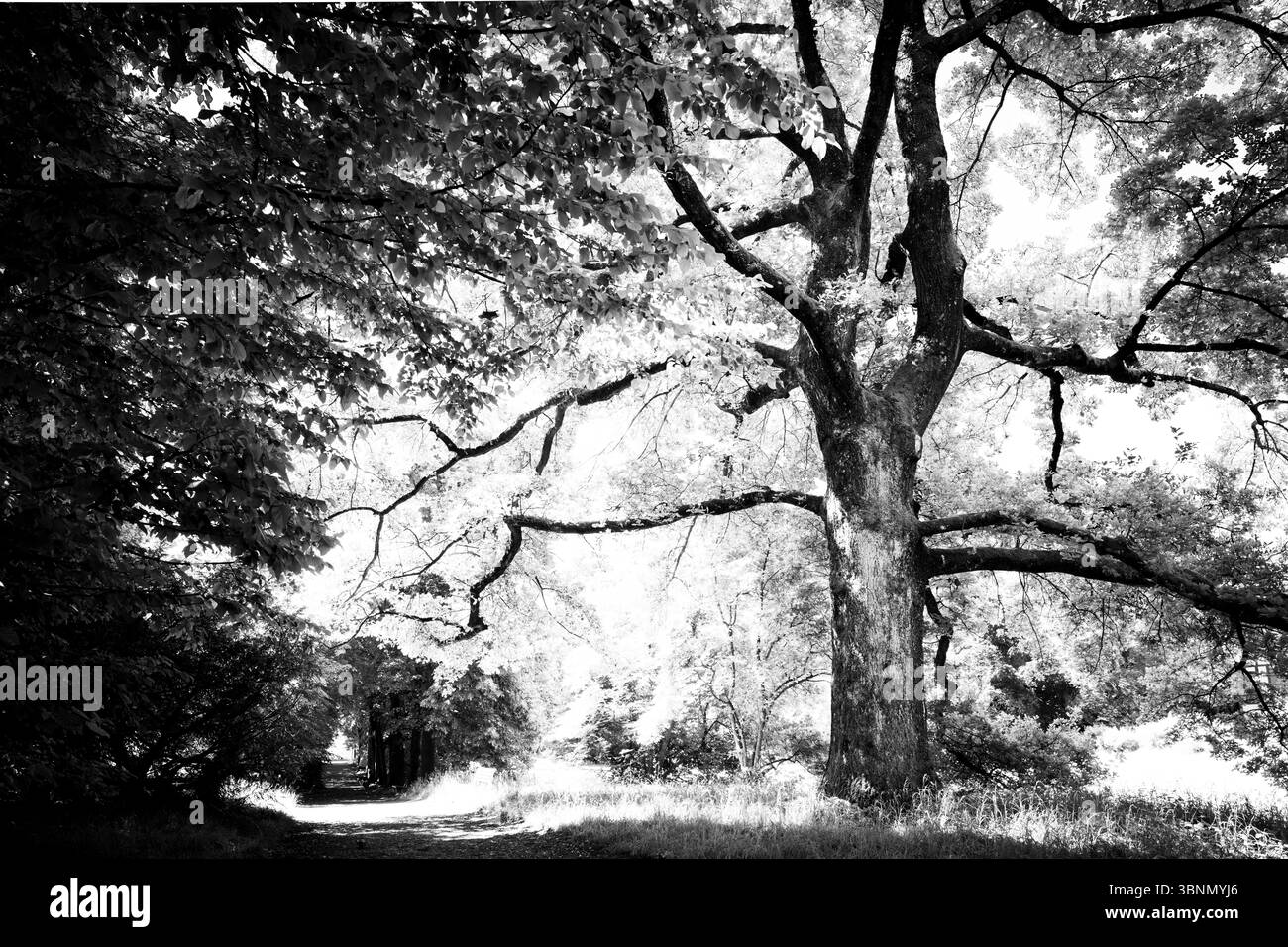 Schweiz, Zürich, Park, Baum, schwarz-weiß Stockfoto