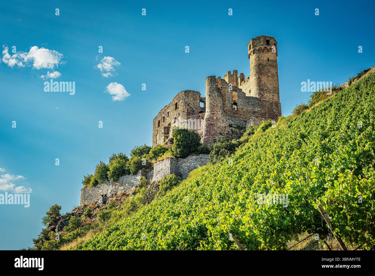 Burg Ehrenfels, eine Hügelburg, Ruine mit Zwinger und Graben, Südostseite, wo das Mittelrheintal beginnt Stockfoto