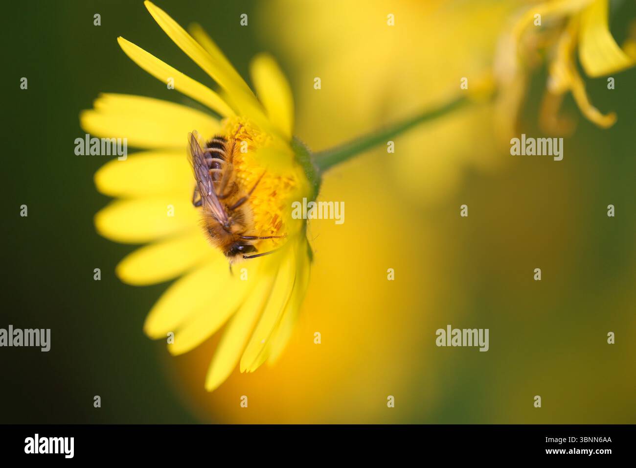 Männliche, haarige Bergbaubiene (Dasypoda hirtipes), die auf der Blume eines Leopardenflecks sitzt (Doronicum pardalianches) Stockfoto