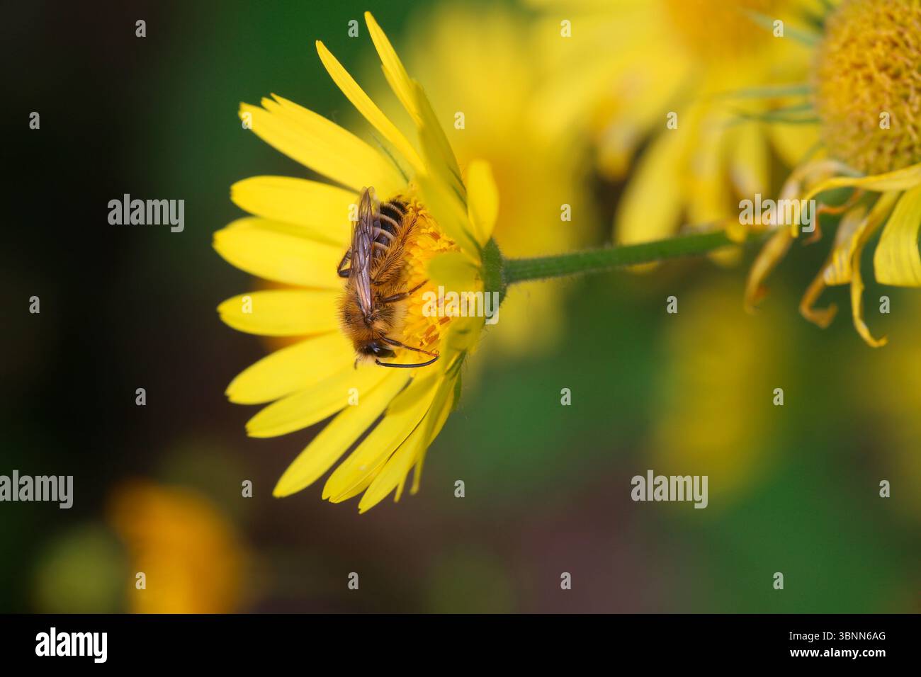 Männliche, haarige Bergbaubiene (Dasypoda hirtipes), die auf der Blume eines Leopardenflecks sitzt (Doronicum pardalianches) Stockfoto