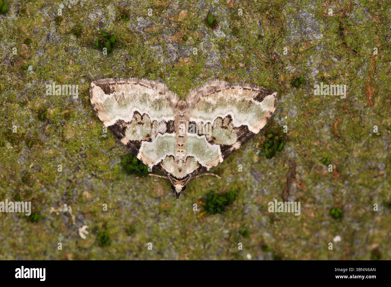 Grüner Teppich (Colostygia pectinataria) sitzt auf einem Baumstamm Stockfoto Grüner Teppich (Colostygia pectinataria) sitzt auf einem Baumstamm Stockfoto