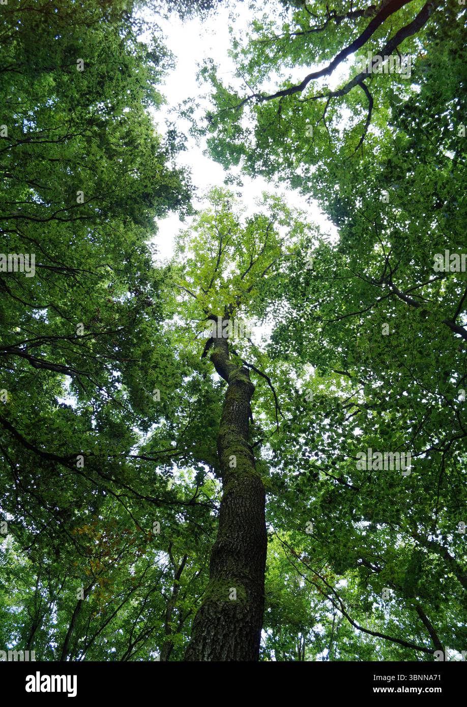 Ein Baum wächst wie ein Monolith in einem Baldachin aus grünen Blättern Stockfoto