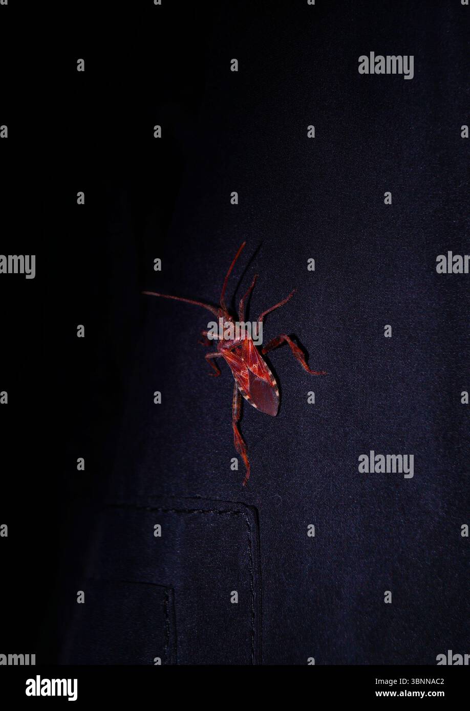Amerikanische Kiefernkäfer, amerikanische Kegelkäfer, Leptoglossus occidentalis Stockfoto