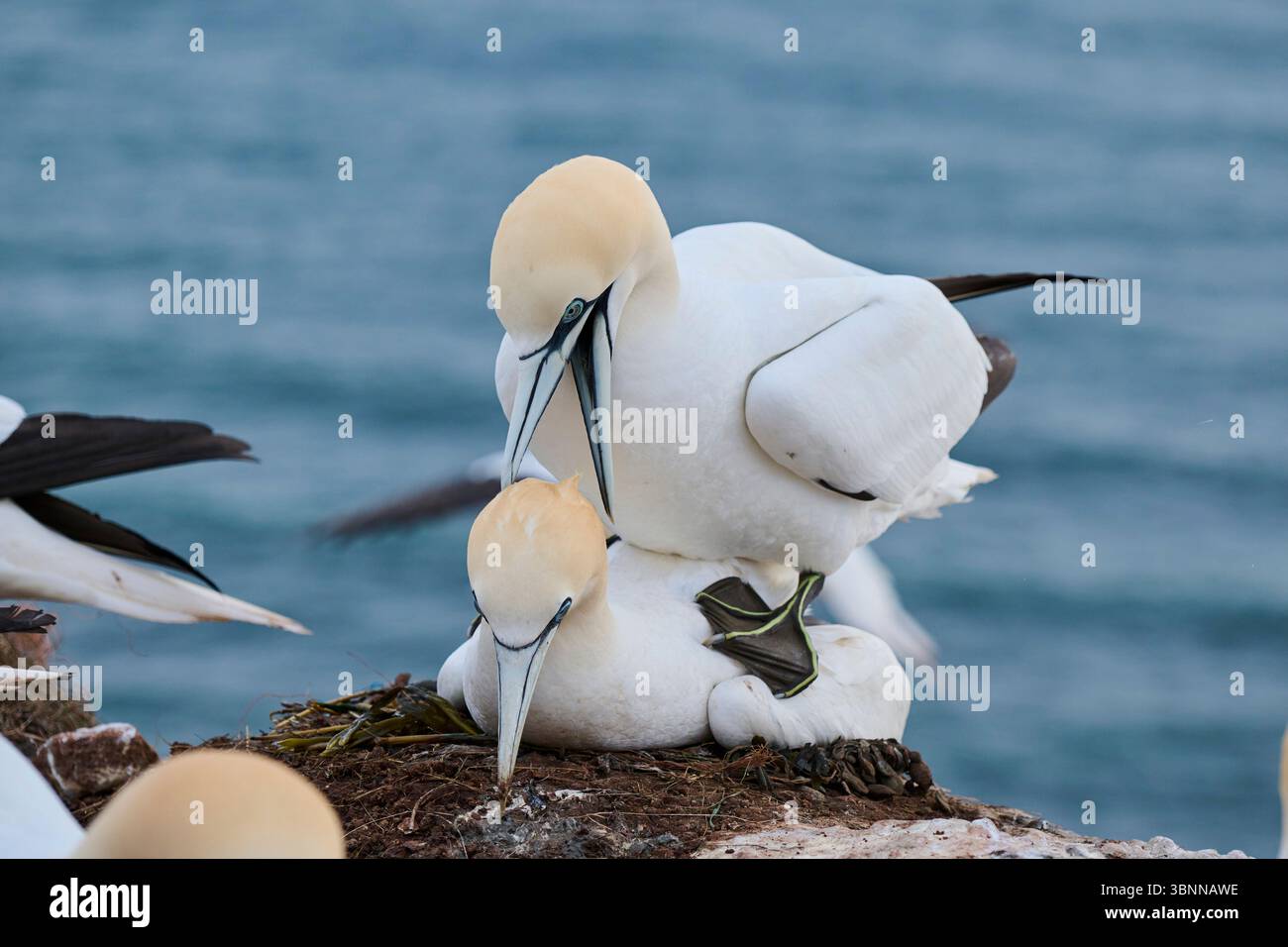 Ein Paar mit Nördlichen Tölpeln (Morus bassanus), das ein Liebesspiel auf den Klippen macht, Wildtiere, Helgoland, Deutschland, Europa Stockfoto