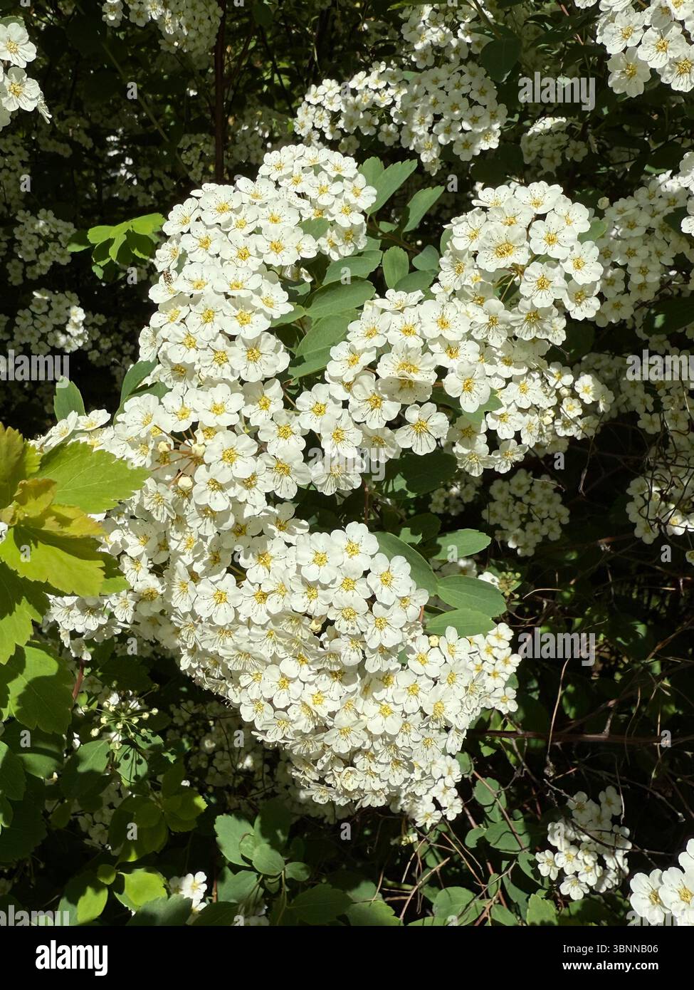 Das Bild zeigt dichte Gruppen kleiner weißer Blüten mit gelben Mittelpunkten, umgeben von grünem Laub. Das Foto wurde im Freien unter direkter Sonnenbrille gemacht Stockfoto