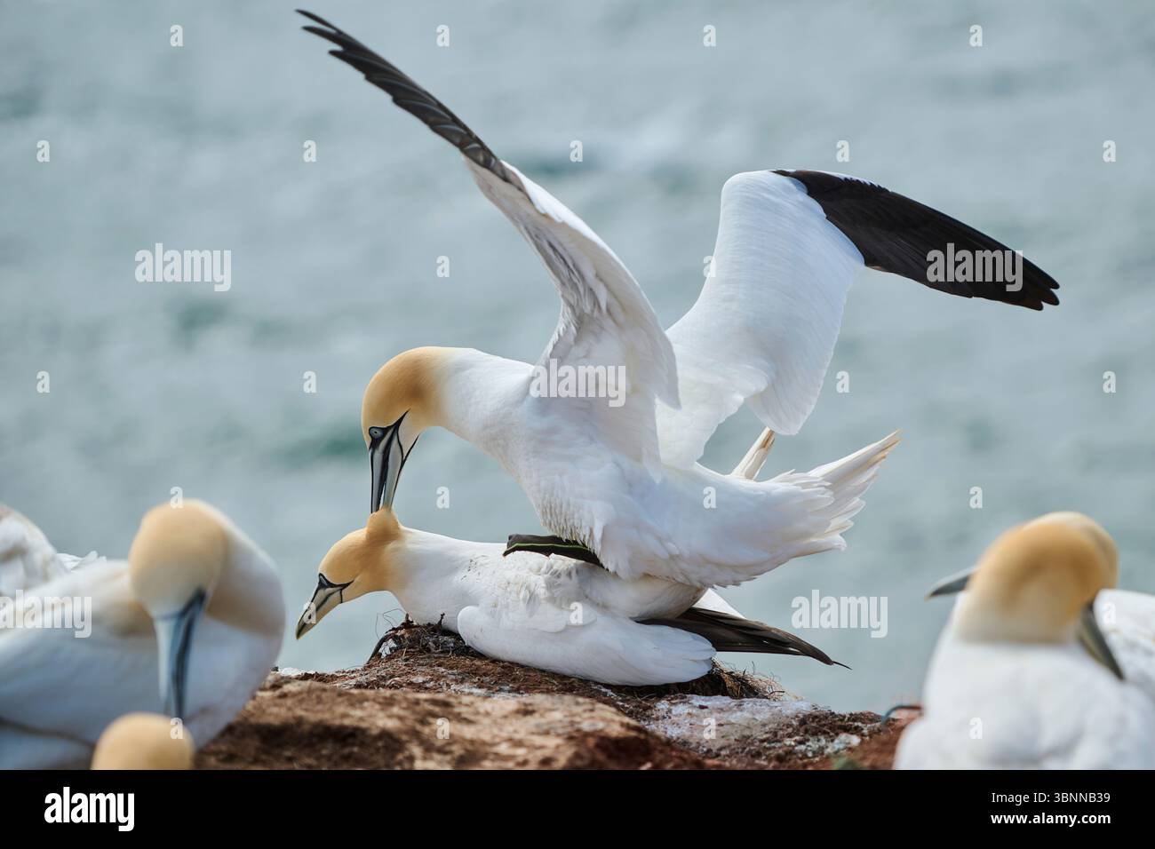 Ein Paar mit Nördlichen Tölpeln (Morus bassanus), das ein Liebesspiel auf den Klippen macht, Wildtiere, Helgoland, Deutschland, Europa Stockfoto