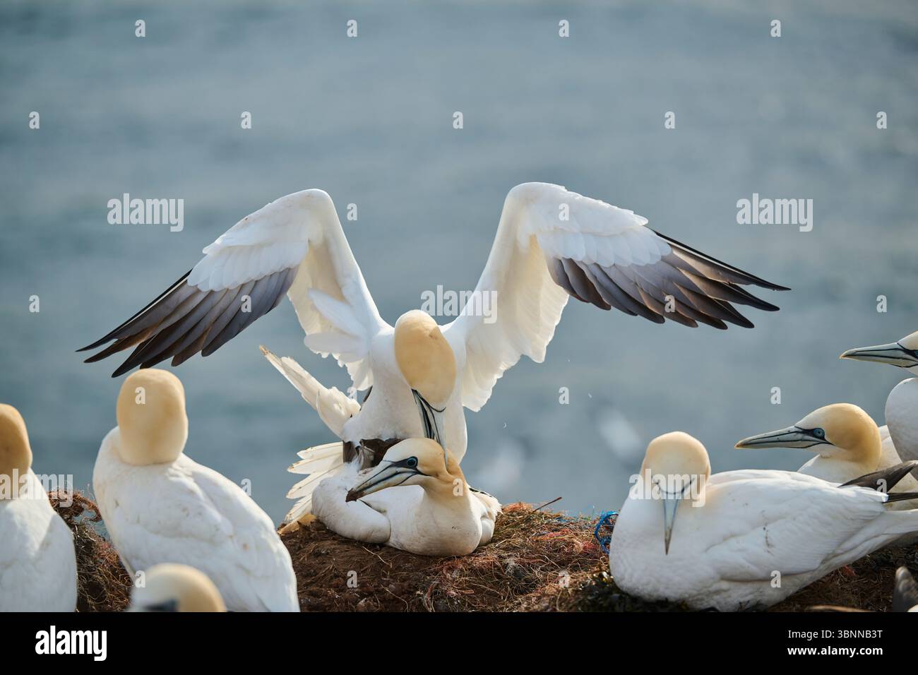 Ein Paar mit Nördlichen Tölpeln (Morus bassanus), das ein Liebesspiel auf den Klippen macht, Wildtiere, Helgoland, Deutschland, Europa Stockfoto
