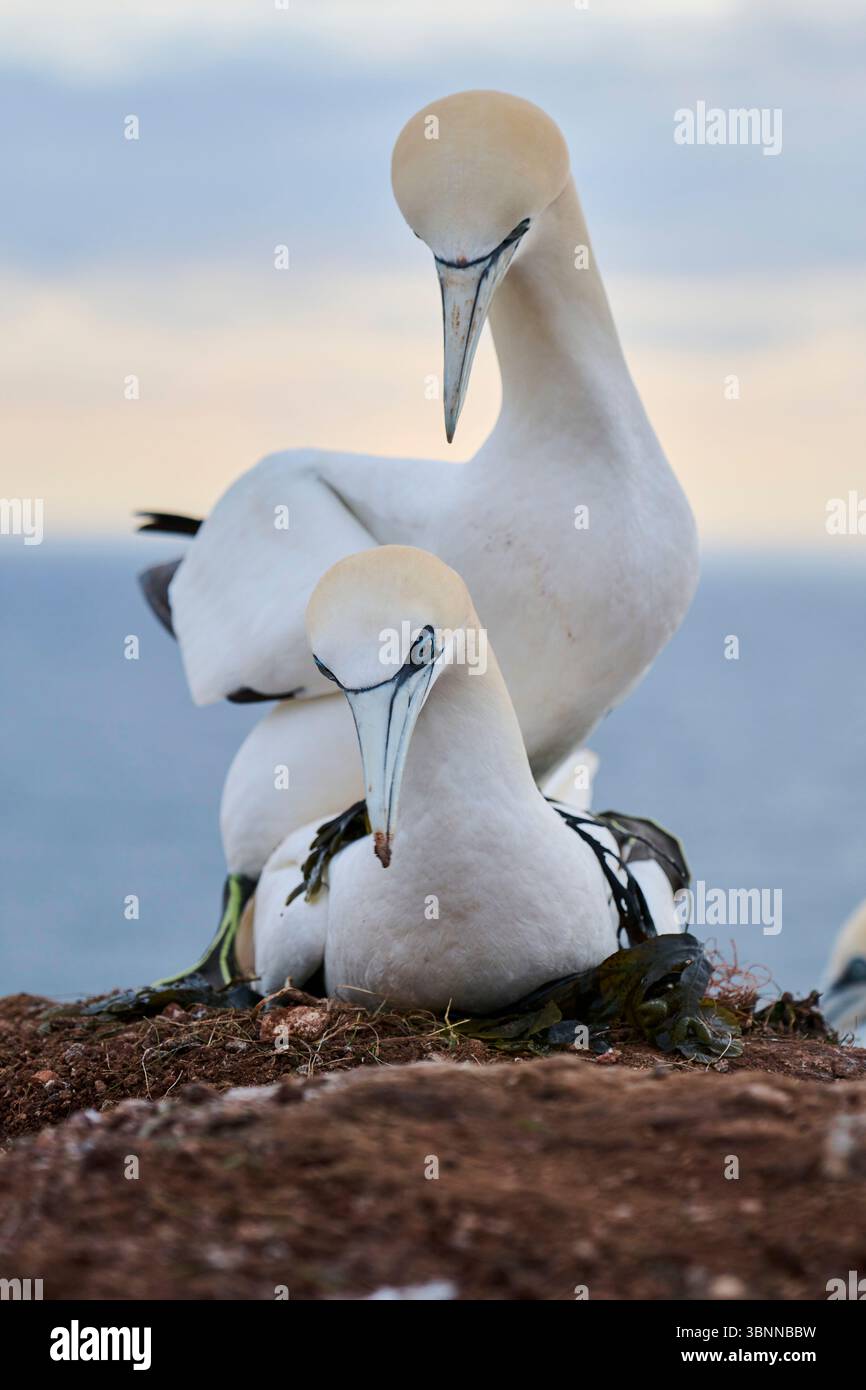 Ein Paar mit Nördlichen Tölpeln (Morus bassanus), das ein Liebesspiel auf den Klippen macht, Wildtiere, Helgoland, Deutschland, Europa Stockfoto